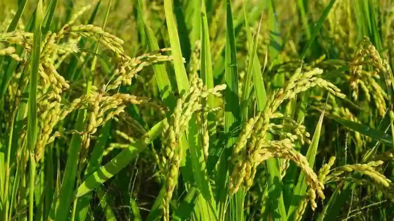 হাইব্রিড ধান চাষের আধুনিক পদ্ধতি ও ফলন বৃদ্ধি