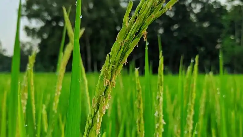 হাইব্রিড ধান ১২ কৃষকের চাষের অভিজ্ঞতা ও ফলন