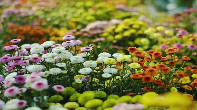 ছাদ বাগানের জন্য সেরা ফুল গাছ এর সুন্দর সংগ্রহ – সহজে যত্নযোগ্য ও রঙিন ফুলের গাছ