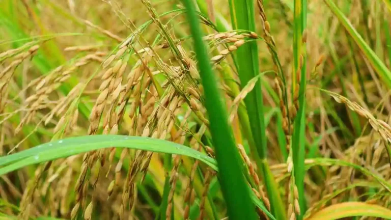 ধান চাষে রোগ-পোকা দমন কৌশল ও কার্যকর প্রতিকার পদ্ধতি