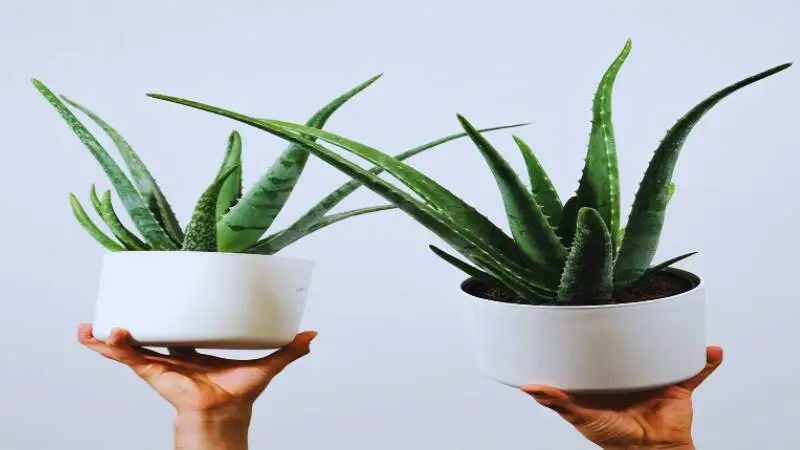 অ্যালোভেরা গাছের শিকড় পচা প্রতিকার দেখাচ্ছে