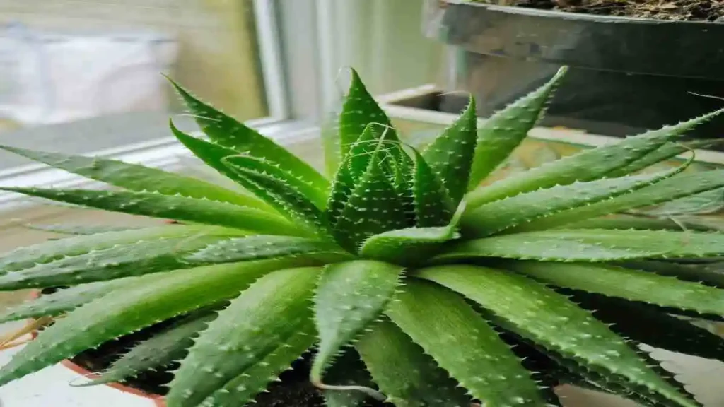 অ্যালোভেরা পাতার জেল ও অ্যালোভেরা গাছের প্রাকৃতিক উপকারিতা