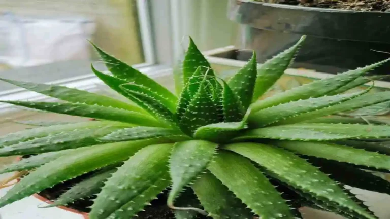 অ্যালোভেরা পাতার জেল ও অ্যালোভেরা গাছের প্রাকৃতিক উপকারিতা