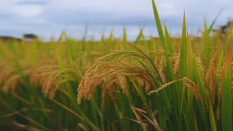 আমন ধান চাষের জমি ও সবুজ ধানের শীষের ছবি – আমন ধান