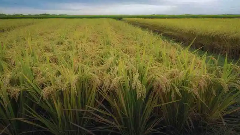 "আমন ধানের উৎপাদন বাড়ানোর টিপস সহ সবুজ ধানের ক্ষেতের ছবি