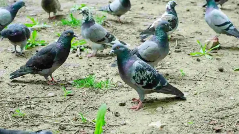 কবুতর পালন করার জন্য খামারী ও পাখিগুলো