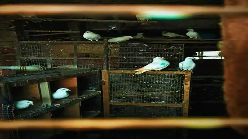 কবুতর পালন পদ্ধতি দেখানো খামারের ছবি