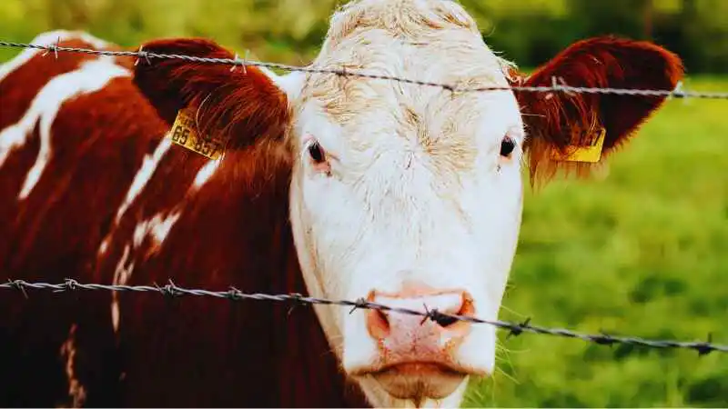 কৃষক গরু খামার করছেন, খামার পরিচালনার নিয়ম অনুসরণ করে