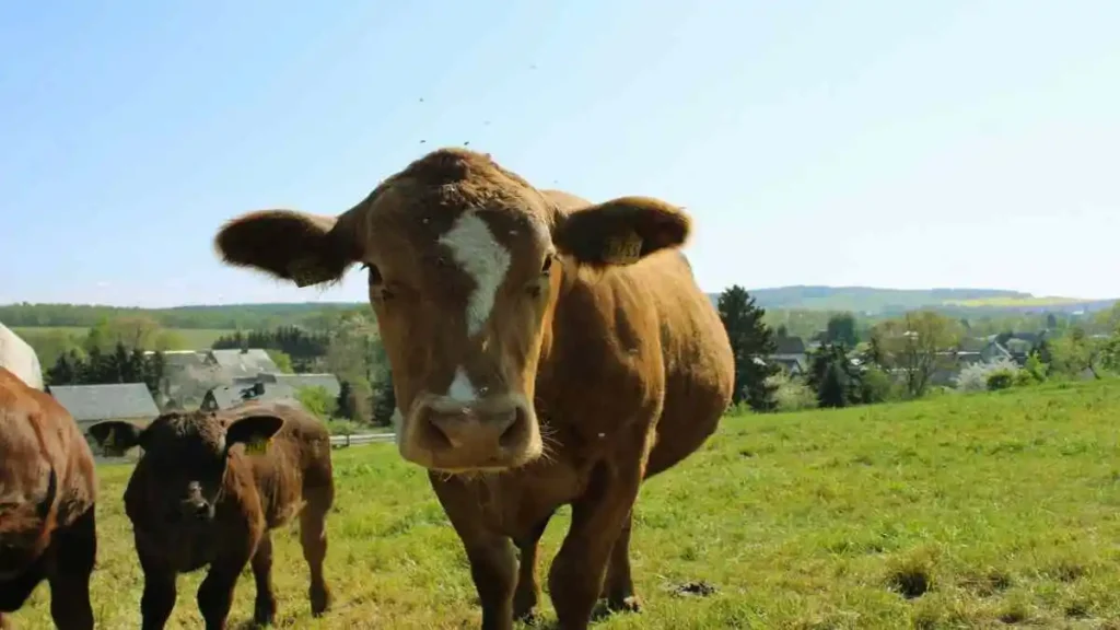 গরু পালন করছেন কৃষক, দেশি ও বিদেশি গরু সমেত
