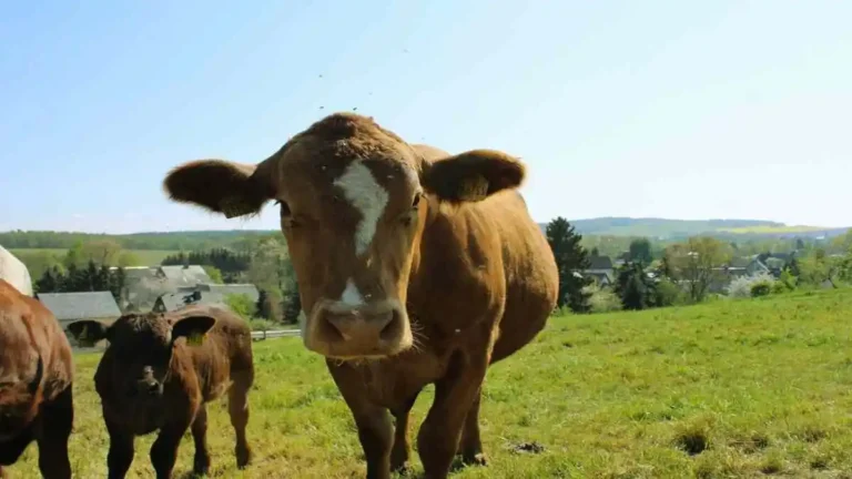 গরু পালন করছেন কৃষক, দেশি ও বিদেশি গরু সমেত
