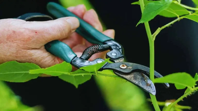 ছাদ বাগানের জন্য প্রয়োজনীয় সরঞ্জাম - একটি সম্পূর্ণ গার্ডেনিং সেট