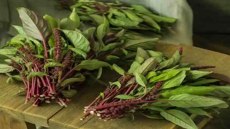 টবে ডাটা শাক চাষের সহজ পদ্ধতি