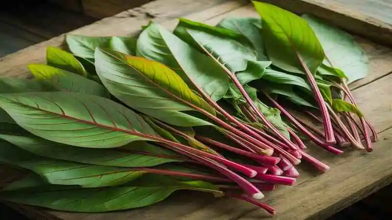 ডাটা শাক চাষে কীটের আক্রমণ