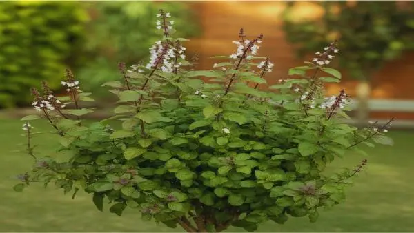 তুলসী গাছ এর চারা রোপণ ও উপকারিতা