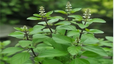 তুলসী গাছের উপকারিতা ও ওষধি গুণাগুণ