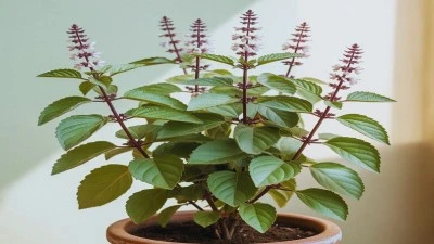 তুলসী গাছের ধর্মীয় ও চিকিৎসাগত গুরুত্ব বোঝাচ্ছে, পবিত্র গাছ ও তার স্বাস্থ্যকর উপকারিতা