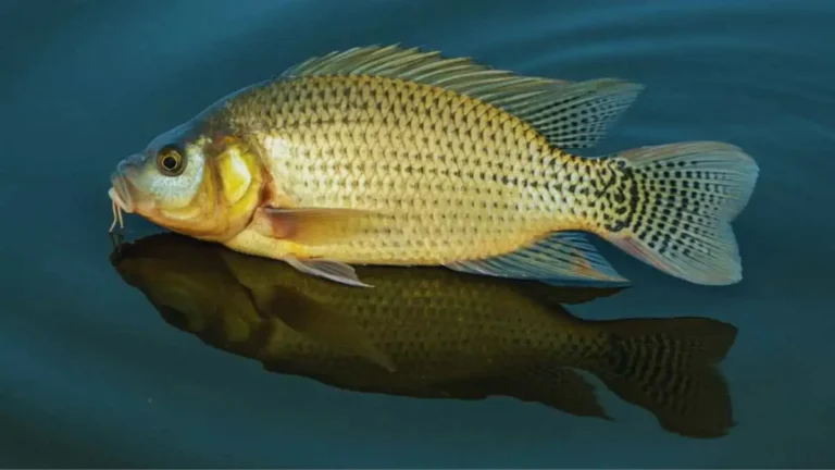 তেলাপিয়া মাছ চাষ এর আধুনিক পদ্ধতি ও পুকুরে মাছের বৃদ্ধি