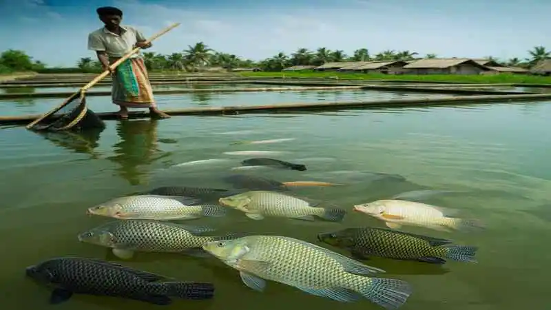 তেলাপিয়া মাছ চাষের খরচ ও পুকুরে বিনিয়োগের বিস্তারিত হিসাব