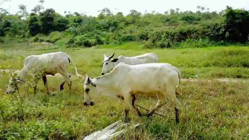 দেশি গরু পালন পদ্ধতি অনুসরণ করে খামার পরিচালনা করছেন কৃষক