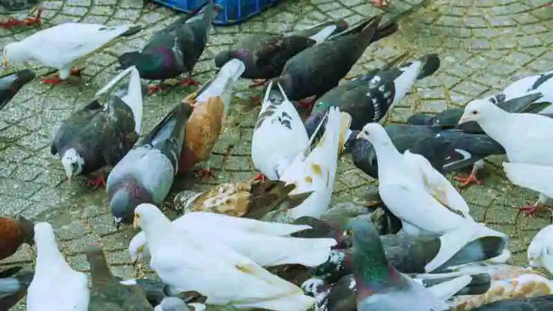 নতুনদের জন্য কবুতর পালন গাইড দেখানো খামারের ছবি