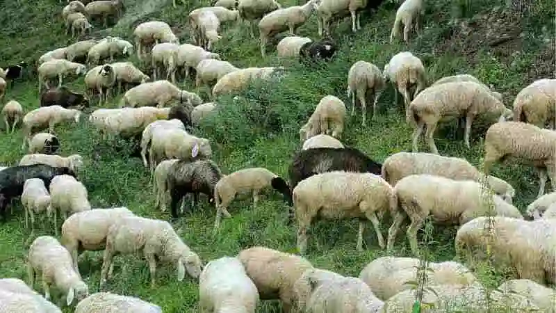 নবীন খামারিদের জন্য ভেড়া পালন টিপস – ঘরোয়া খামারের সহজ গাইড