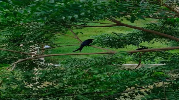 নিম গাছ – এর পরিচিতি, বৈশিষ্ট্য ও স্বাস্থ্য উপকারিতা