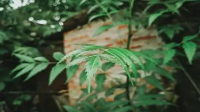 নিম গাছের অর্থনৈতিক গুরুত্ব – কৃষি, শিল্প ও গ্রামীণ অর্থনীতিতে ভূমিকা