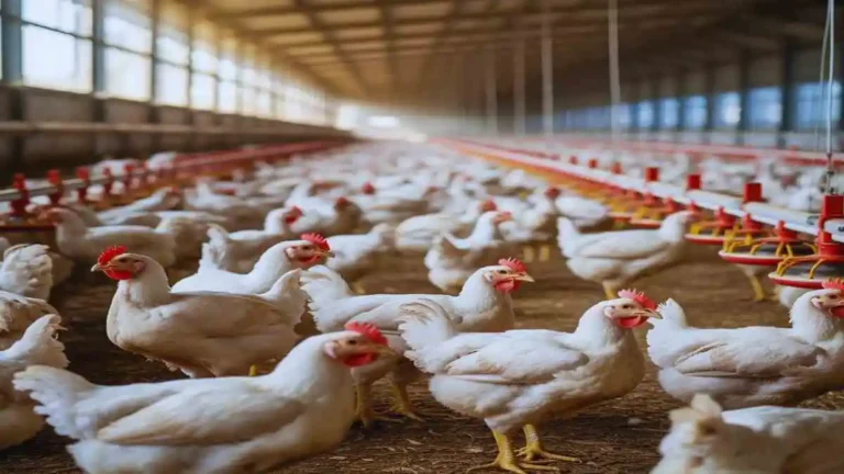 ব্রয়লার মুরগি খামারে বেড়ে উঠছে