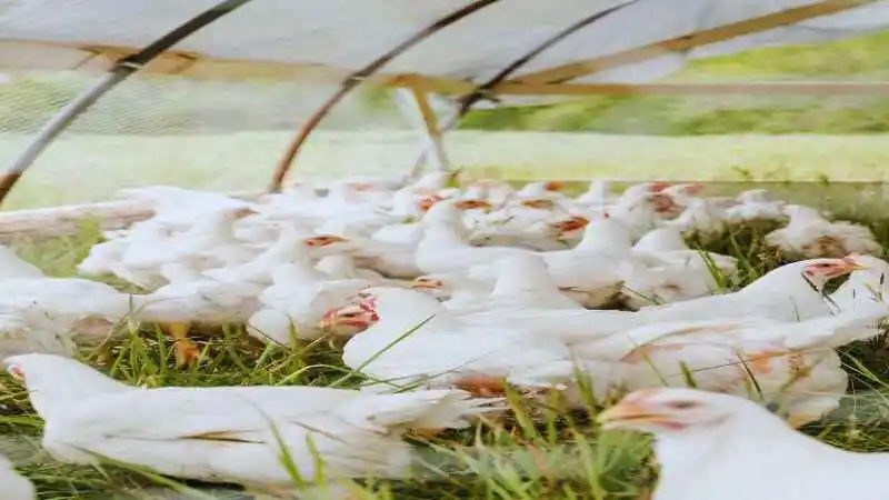 ব্রয়লার মুরগির ব্যবসা শুরু করার ধাপগুলি