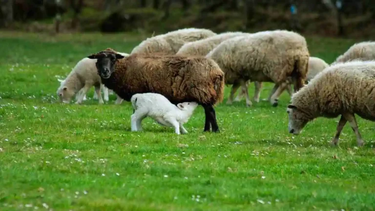ভেড়া পালন চিত্র – ঘরোয়া খামারে সফল ভেড়া পালন