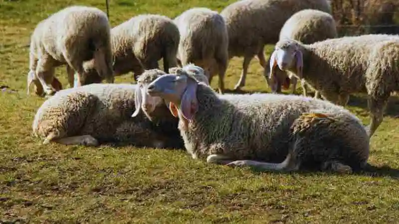 ভেড়া পালনের উপকারিতা – লাভজনক খামার ও দুধ ও মাংস উৎপাদন