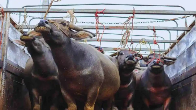 মহিষ পালন — আধুনিক পদ্ধতি, খাবার ব্যবস্থাপনা ও লাভজনক খামার করার উপায়