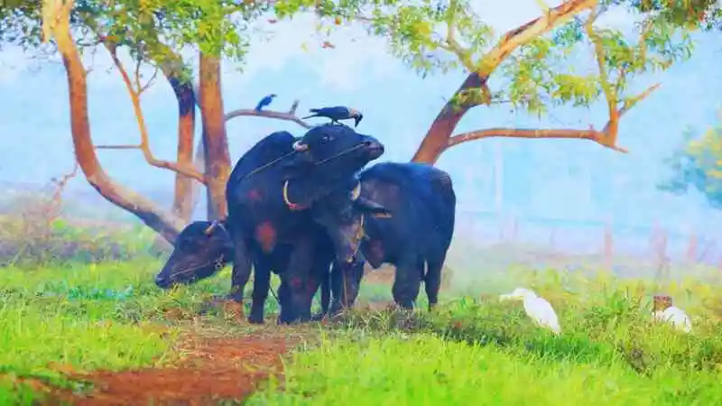 মহিষ পালনের উপকারিতা — দুধ উৎপাদন, মাংস, খামার লাভ ও গ্রামীন অর্থনীতিতে অবদান