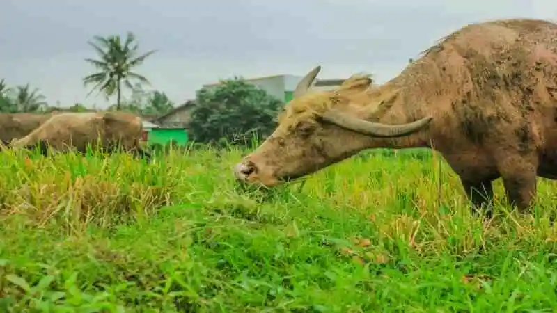 মহিষের মোটা-তাজাকরণ পদ্ধতি — স ঠিক খাদ্য, পুষ্টি ও খামার ব্যবস্থাপনা দিয়ে দ্রুত ওজন বাড়ানো