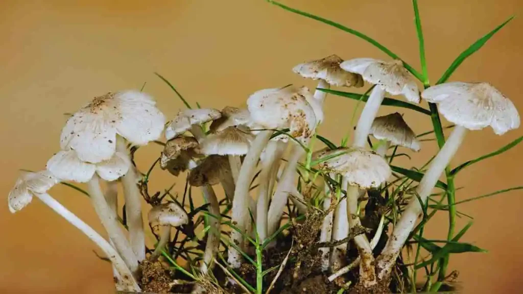 মাশরুম চাষ পদ্ধতি – ঘরে বসে সহজ ও লাভজনক মাশরুম উৎপাদনের সম্পূর্ণ নির্দেশিকা