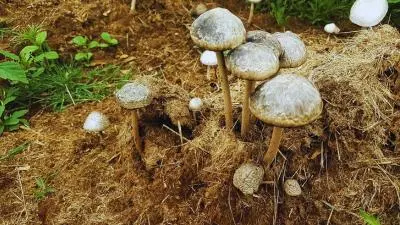 মাশরুম চাষের জন্য উপযুক্ত স্থান – সফল মাশরুম উৎপাদনের সঠিক পরিবেশ ও শর্ত