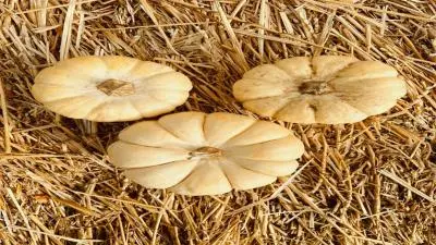 মাশরুম চাষের ব্যবসা আইডিয়া – কম খরচে বেশি লাভের একটি সফল উদ্যোগ