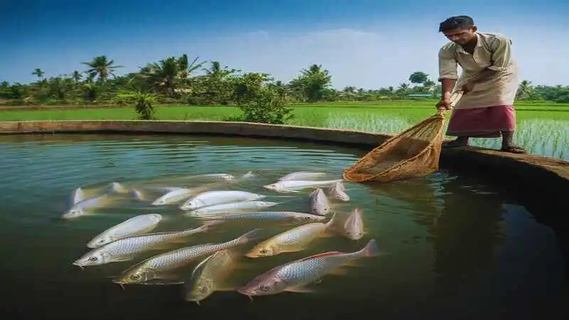রুই মাছ চাষে খরচ হিসাব করা হচ্ছে পুকুরে