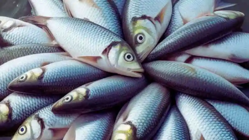 রুই মাছের জন্য সঠিক খাদ্য অনুপাত সরবরাহ করা হচ্ছে