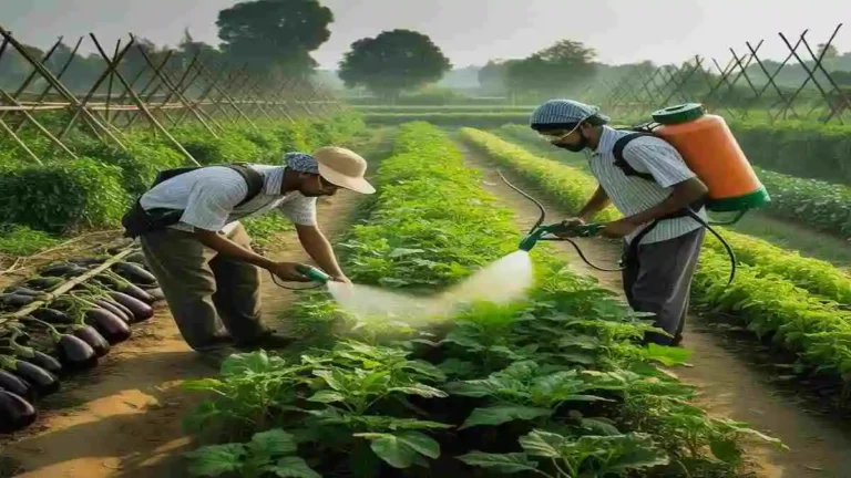 সবজি চাষে রোগ ও পোকামাকড় নিয়ন্ত্রণ এর কার্যকর পদ্ধতি ও দমন প্রযুক্তি