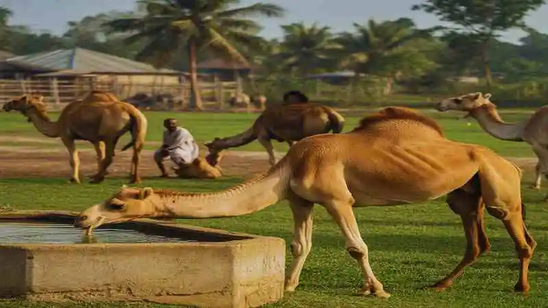 উট পালন ভবিষ্যৎ সম্ভাবনা ও লাভজনক খামার ব্যবসা