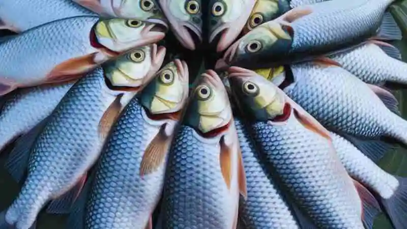 কাতলা মাছের হ্যাচারি প্রক্রিয়া ও মাছের চারা উত্পাদনের ছবি