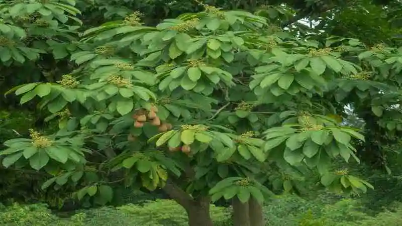 ত্রিফলা বহেরা আমলকি হরিতকি – Triphala Tree / Ayurvedic Herbs