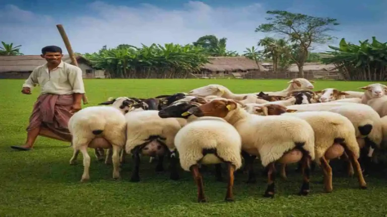 দুম্বা পালন — খামারে দুম্বার সঠিক পরিচর্যা ও লালনপালন পদ্ধতি