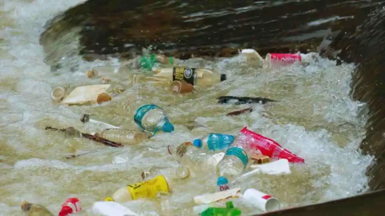 প্লাস্টিক দূষণ এবং পরিবেশে এর প্রভাব