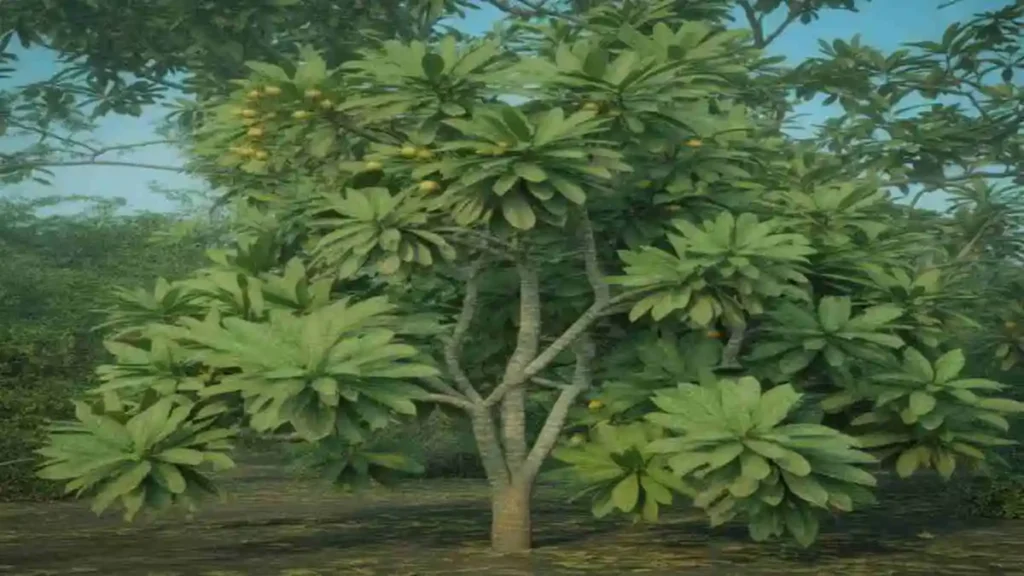 বহেরা গাছ এর স্বাস্থ্যকর ঔষধি ছবি – Bohera Tree