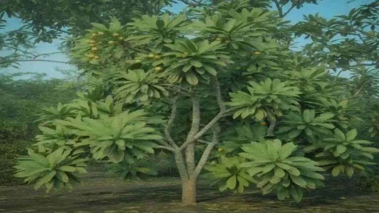 বহেরা গাছ এর স্বাস্থ্যকর ঔষধি ছবি – Bohera Tree