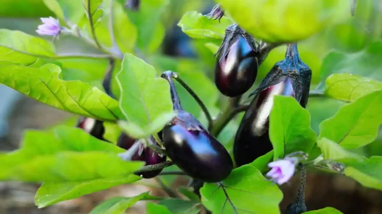 বেগুন চাষের মাঠে সুস্থ গাছ ও ফলনের দৃশ্য