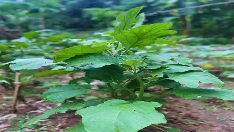 বেগুন চাষে সাধারণ রোগ ও পোকামাকড় সমস্যার দৃশ্য