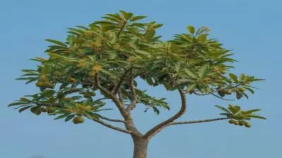 হরতকি গাছের ব্যবহার – Haritaki Tree Uses